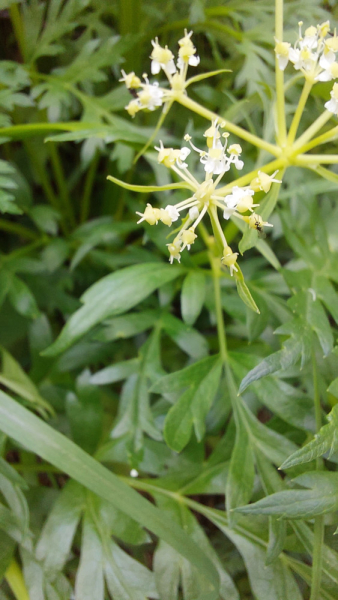 Pflanzenbild gross Striemensame - Molopospermum peloponnesiacum
