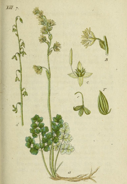 Pflanzenbild gross Alpen-Wiesenraute - Thalictrum alpinum