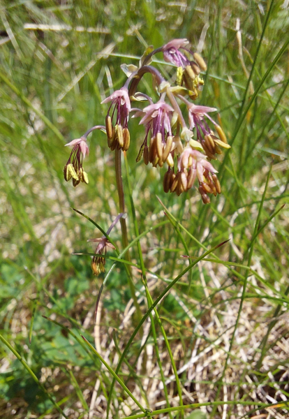 Pflanzenbild gross Alpen-Wiesenraute - Thalictrum alpinum
