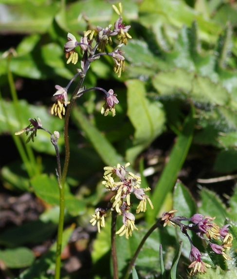 Pflanzenbild gross Alpen-Wiesenraute - Thalictrum alpinum