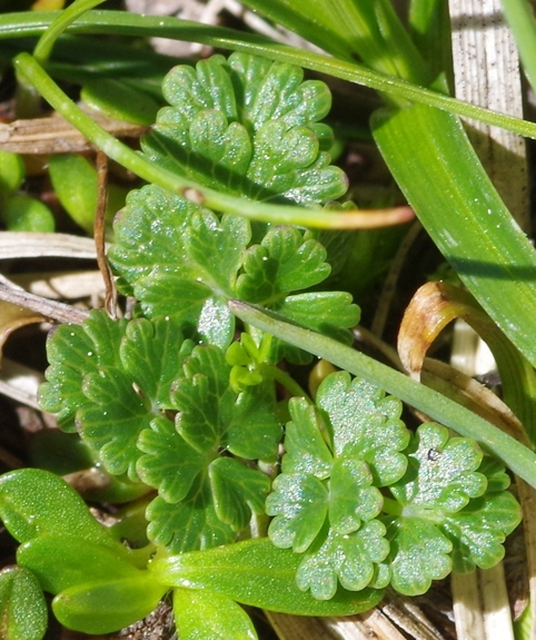 Pflanzenbild gross Alpen-Wiesenraute - Thalictrum alpinum