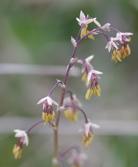 Pflanzenbild gross Alpen-Wiesenraute - Thalictrum alpinum
