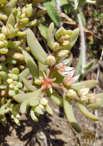 Pflanzenbild gross Spanischer Mauerpfeffer - Sedum hispanicum