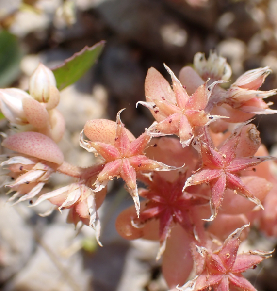 Pflanzenbild gross Spanischer Mauerpfeffer - Sedum hispanicum