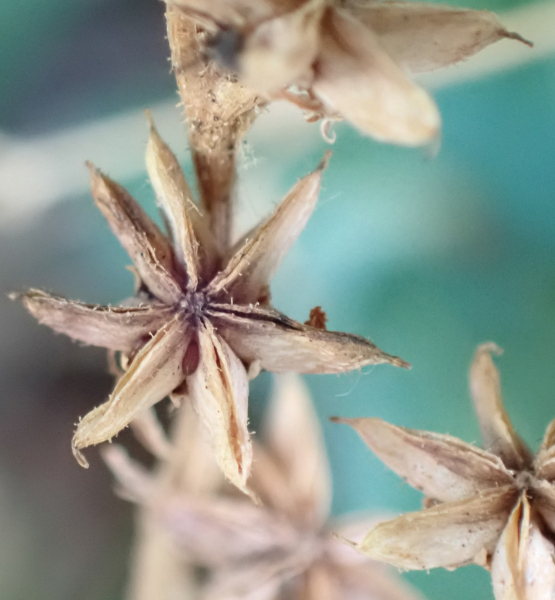 Pflanzenbild gross Spanischer Mauerpfeffer - Sedum hispanicum