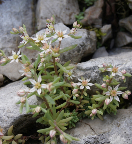 Pflanzenbild gross Spanischer Mauerpfeffer - Sedum hispanicum