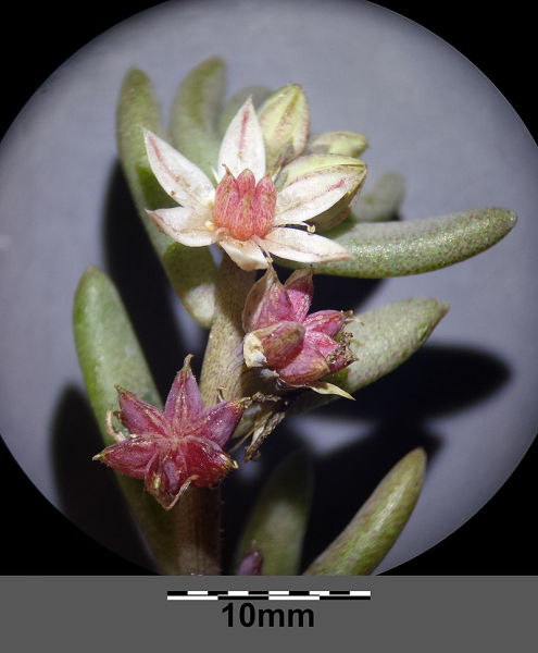 Pflanzenbild gross Spanischer Mauerpfeffer - Sedum hispanicum