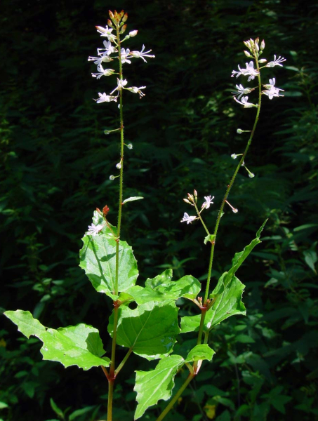 Pflanzenbild gross Alpen-Hexenkraut - Circaea alpina