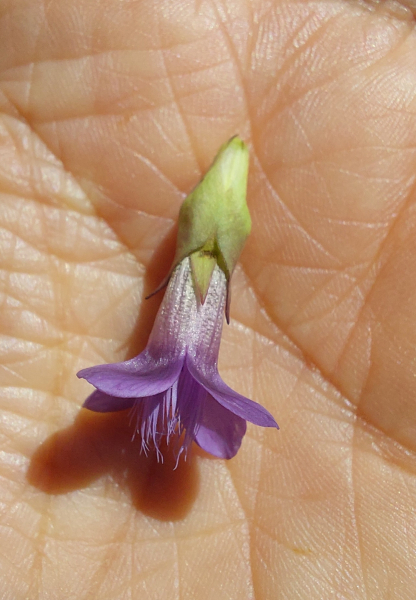 Pflanzenbild gross Feld-Enzian - Gentiana campestris