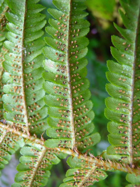 Pflanzenbild gross Schuppiger Wurmfarn - Dryopteris affinis