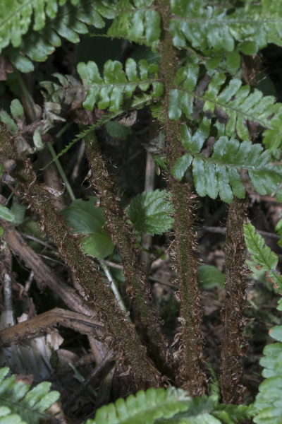 Pflanzenbild gross Schuppiger Wurmfarn - Dryopteris affinis