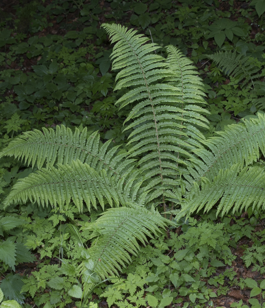 Pflanzenbild gross Schuppiger Wurmfarn - Dryopteris affinis