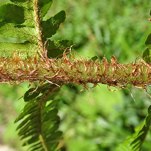 Pflanzenbild gross Schuppiger Wurmfarn - Dryopteris affinis
