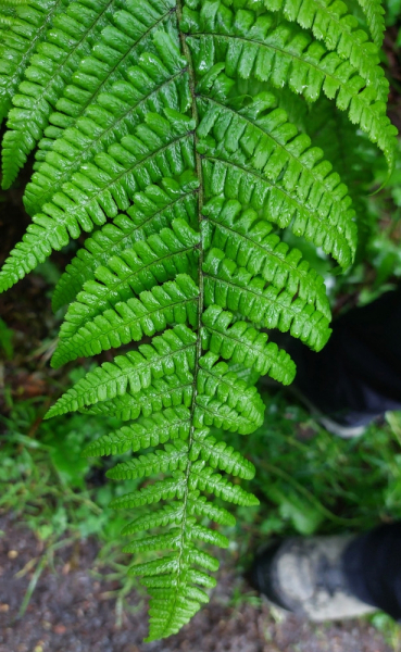 Pflanzenbild gross Schuppiger Wurmfarn - Dryopteris affinis