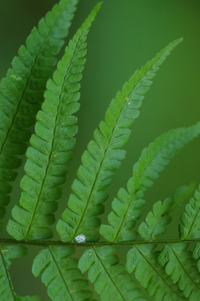 Pflanzenbild gross Schuppiger Wurmfarn - Dryopteris affinis