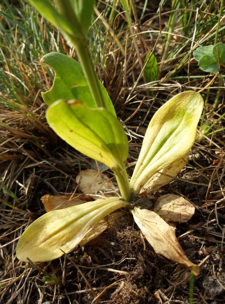 Pflanzenbild gross Echtes Tausendgüldenkraut - Centaurium erythraea