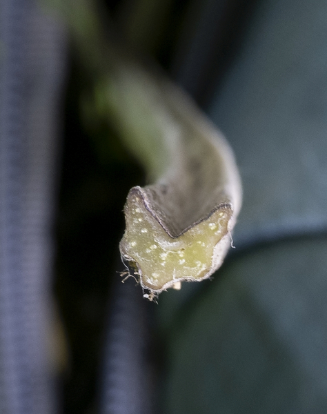 Pflanzenbild gross Grosse Klette - Arctium lappa