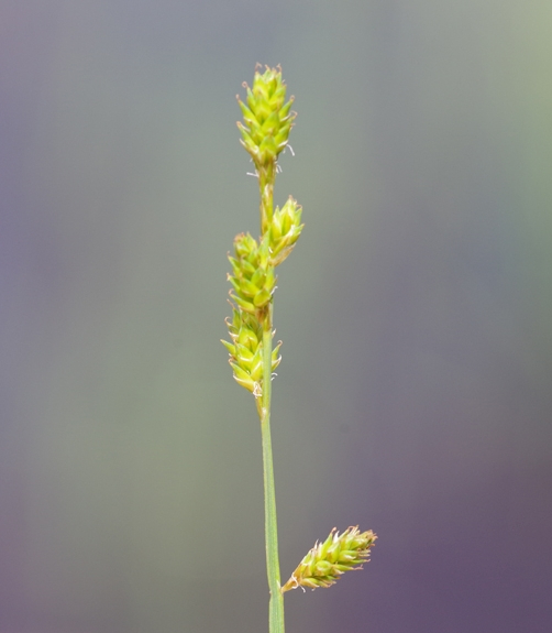 Pflanzenbild gross Graue Segge - Carex canescens