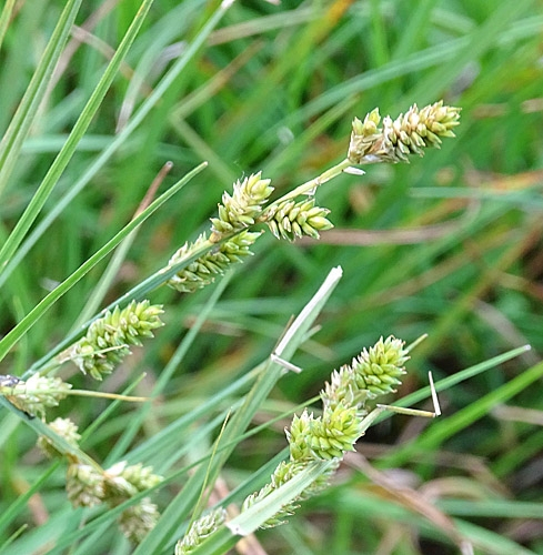 Pflanzenbild gross Graue Segge - Carex canescens