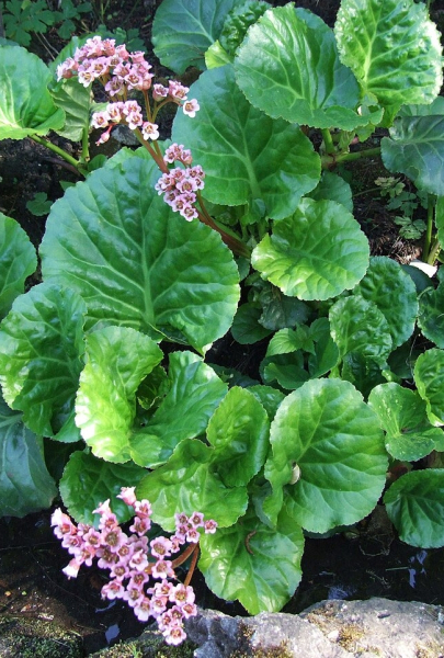 Pflanzenbild gross Bergenie - Bergenia crassifolia