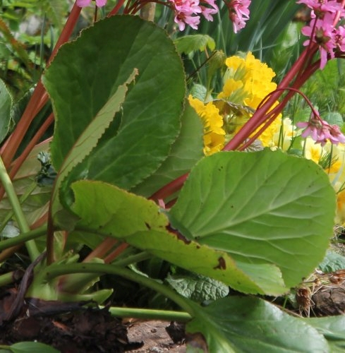 Pflanzenbild gross Bergenie - Bergenia crassifolia