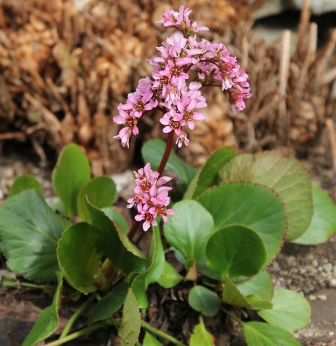 Pflanzenbild gross Bergenie - Bergenia crassifolia
