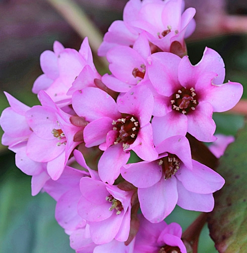Pflanzenbild gross Bergenie - Bergenia crassifolia