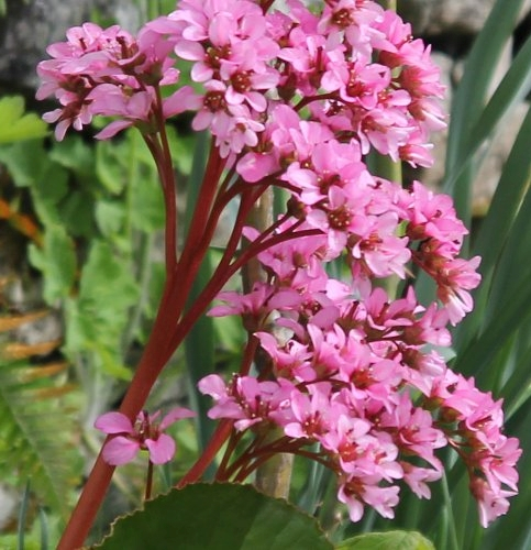 Pflanzenbild gross Bergenie - Bergenia crassifolia