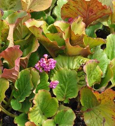 Pflanzenbild gross Bergenie - Bergenia crassifolia
