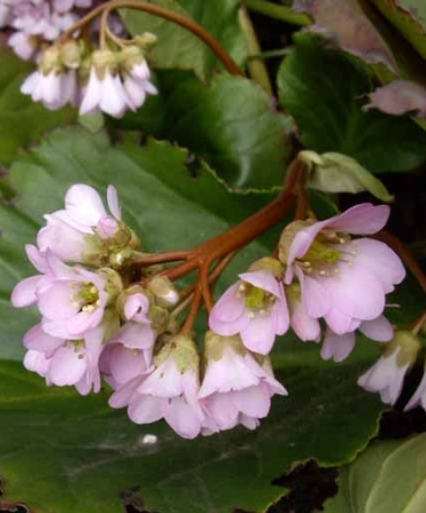 Pflanzenbild gross Bergenie - Bergenia crassifolia