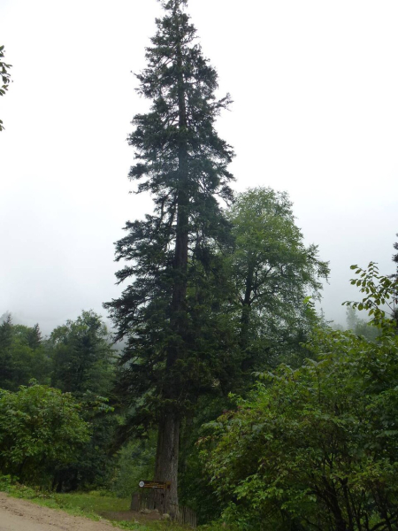 Pflanzenbild gross Nordmann-Tanne - Abies nordmanniana