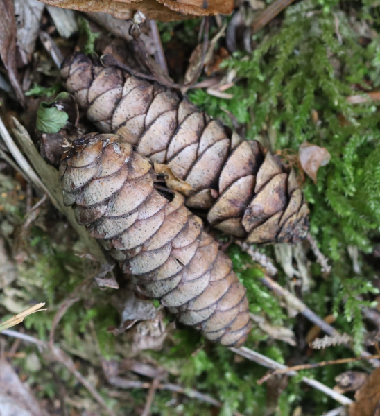 Pflanzenbild gross Nordmann-Tanne - Abies nordmanniana