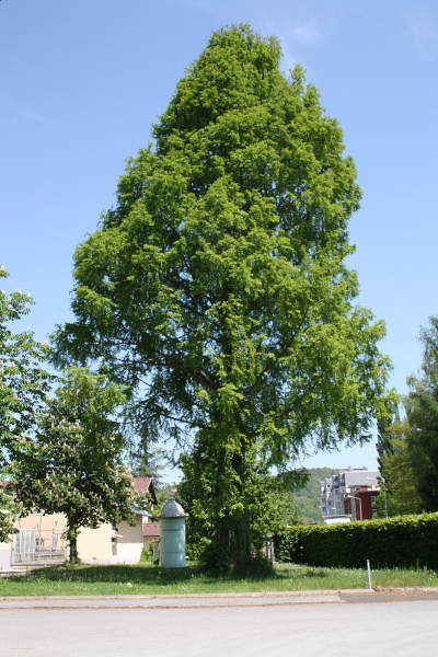 Pflanzenbild gross Urweltmammutbaum - Metasequoia glyptostroboides