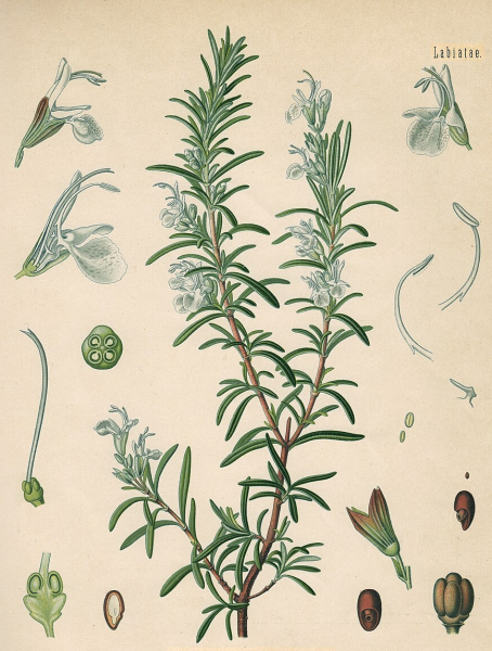Pflanzenbild gross Rosmarin - Rosmarinus officinalis