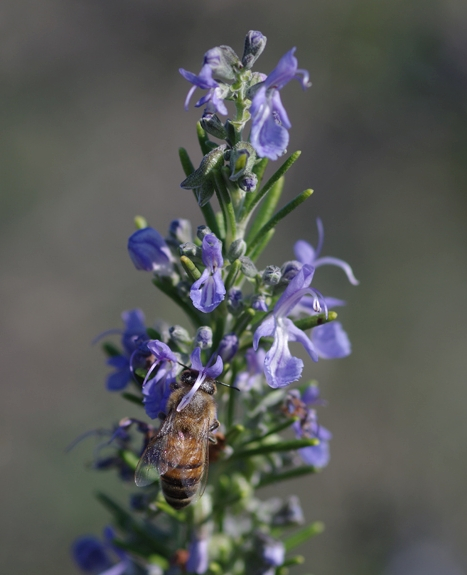 Pflanzenbild gross Rosmarin - Rosmarinus officinalis