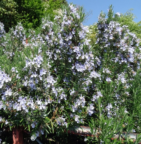 Pflanzenbild gross Rosmarin - Rosmarinus officinalis