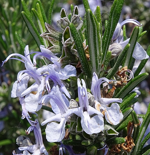 Pflanzenbild gross Rosmarin - Rosmarinus officinalis