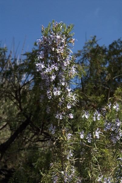 Pflanzenbild gross Rosmarin - Rosmarinus officinalis