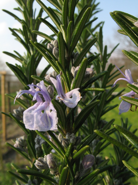 Pflanzenbild gross Rosmarin - Rosmarinus officinalis