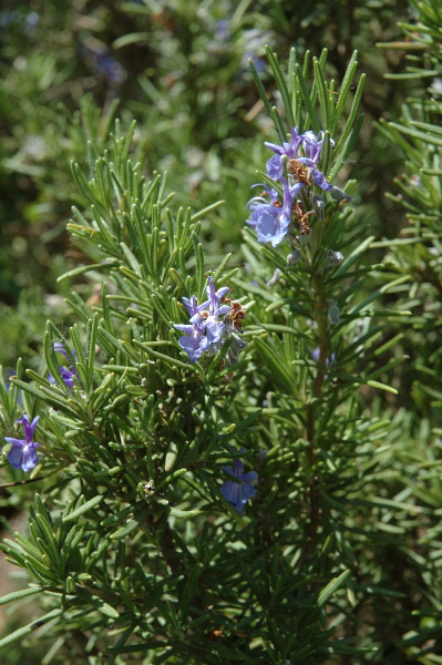 Pflanzenbild gross Rosmarin - Rosmarinus officinalis