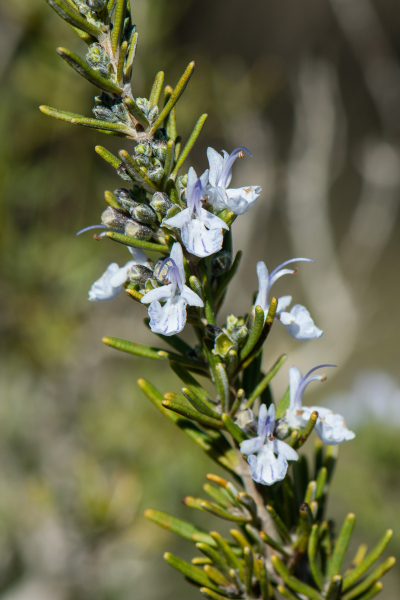 Pflanzenbild gross Rosmarin - Rosmarinus officinalis