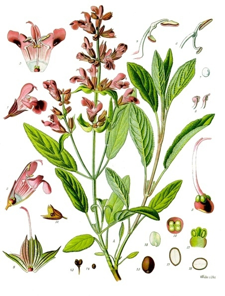 Pflanzenbild gross Echte Salbei - Salvia officinalis