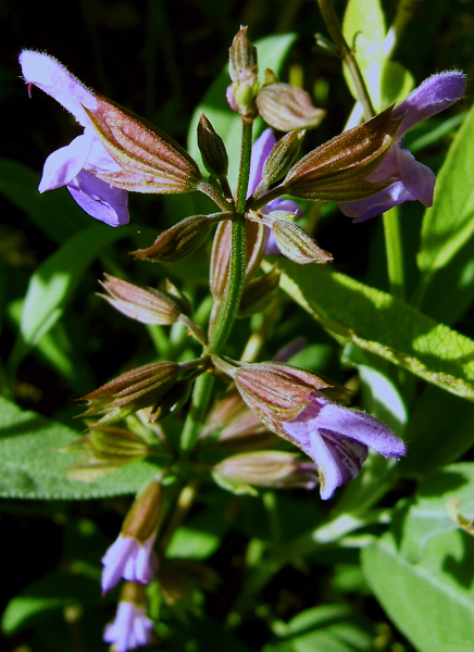 Pflanzenbild gross Echte Salbei - Salvia officinalis