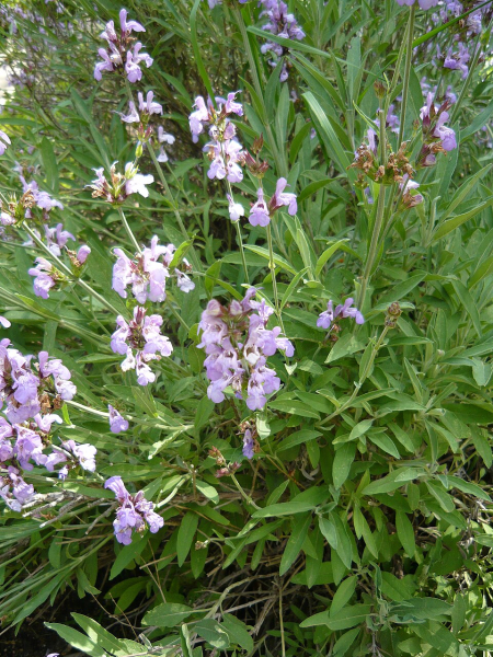 Pflanzenbild gross Echte Salbei - Salvia officinalis