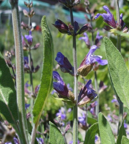 Pflanzenbild gross Echte Salbei - Salvia officinalis