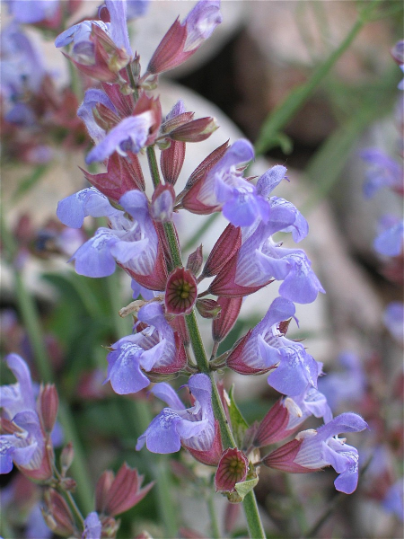 Pflanzenbild gross Echte Salbei - Salvia officinalis