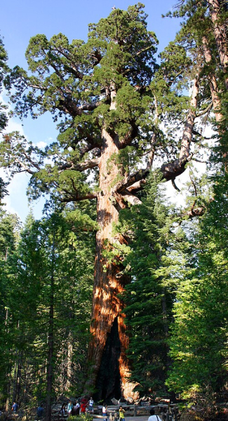 Pflanzenbild gross Riesenmammutbaum - Sequoiadendron giganteum