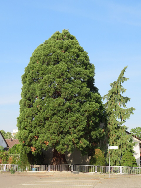 Pflanzenbild gross Riesenmammutbaum - Sequoiadendron giganteum
