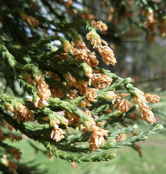 Pflanzenbild gross Riesenmammutbaum - Sequoiadendron giganteum