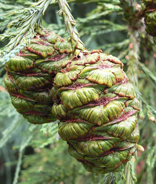 Pflanzenbild gross Riesenmammutbaum - Sequoiadendron giganteum